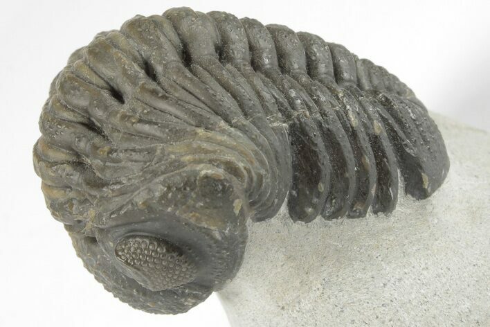 Detailed Austerops Trilobite - Excellent Eyes #204228